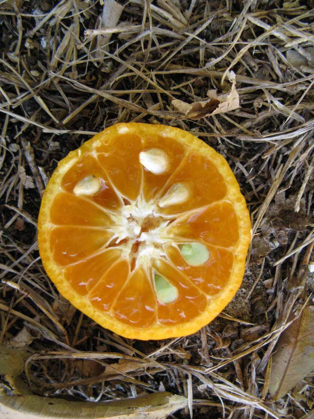              Fruit cross-section of  Citrus reshni          (Cleopatra, Winter Haven, FL)       